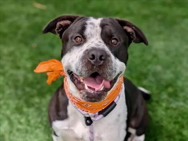 Hubert - Pit Bull Terrier