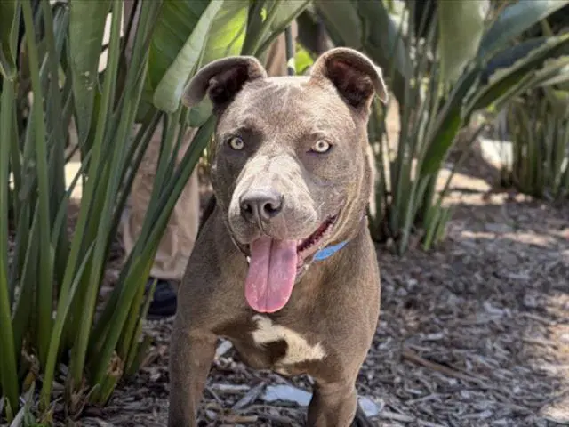 Goofy - Pit Bull Terrier