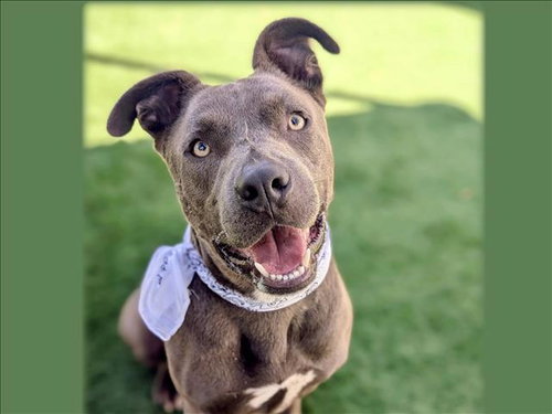 GOOFY, a dog for adoption from Harbor Animal Care and Control Center