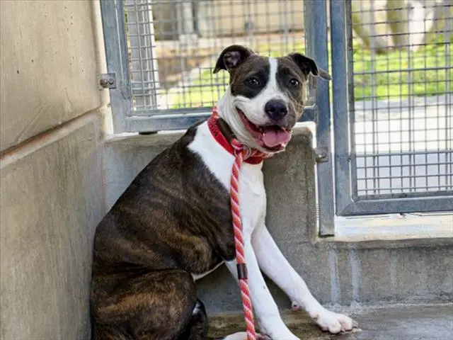 Indy - Pit Bull Terrier