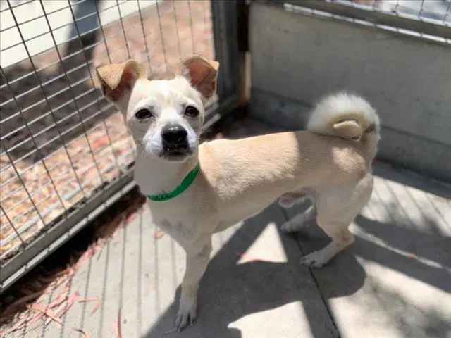 Orville - Chihuahua