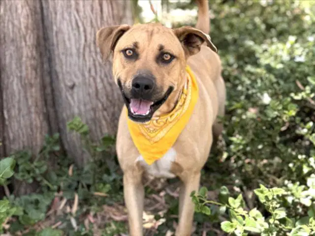 Max - Labrador Retriever