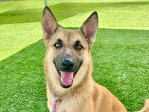 picture of the dog needing adoption