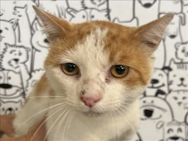 Melo - Domestic Short Hair