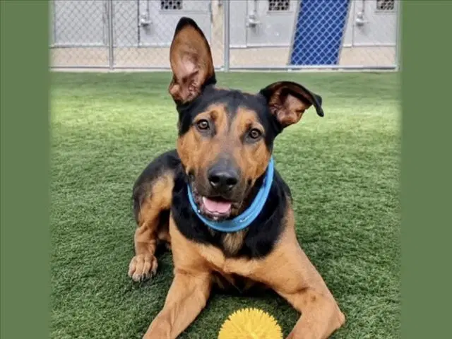 Sampson - German Shepherd Dog