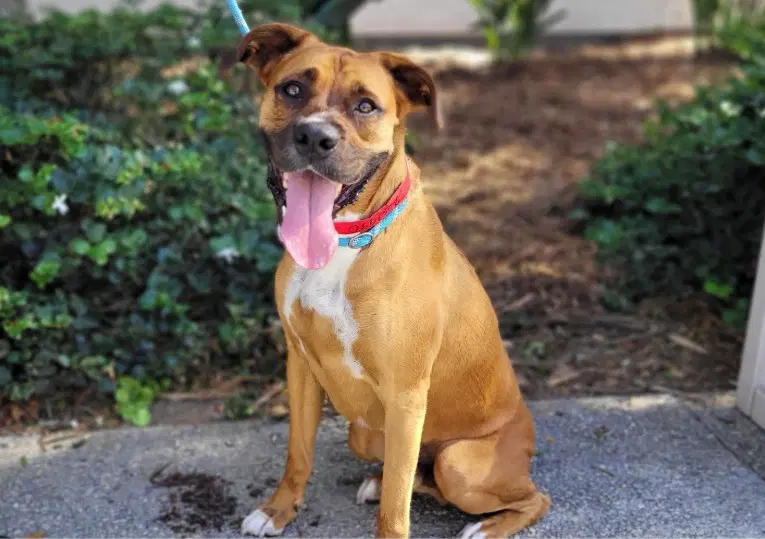 Sully - Boxer