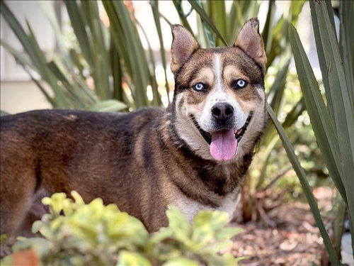 picture of the dog needing adoption