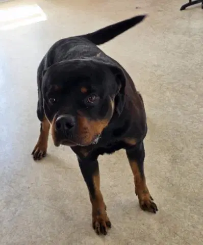 Grizzly - Rottweiler