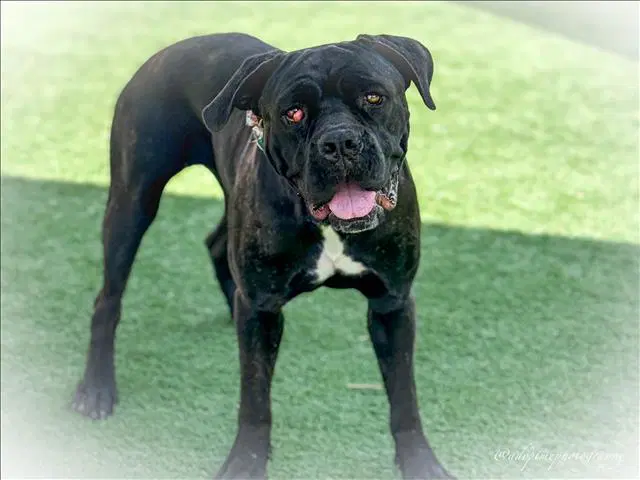 Unknown - Cane Corso Mastiff