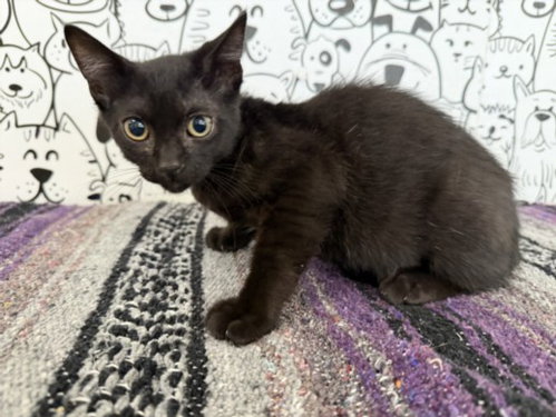 Onyx