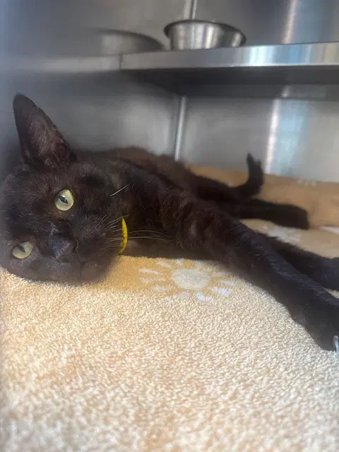 Unknown - Domestic Short Hair