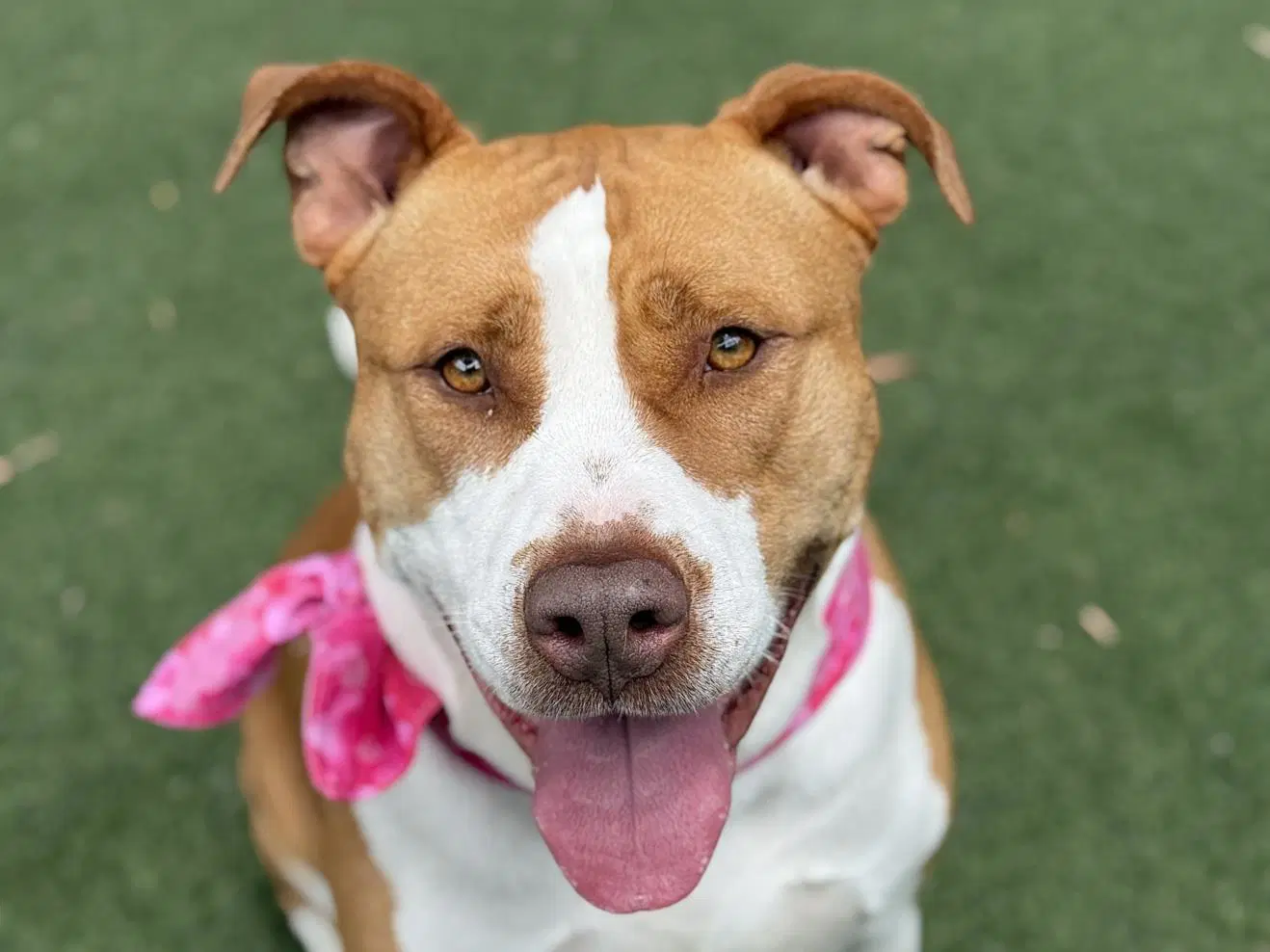 Scarlet - Pit Bull Terrier