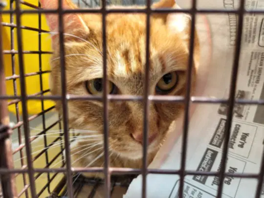 Tabby - Domestic Short Hair