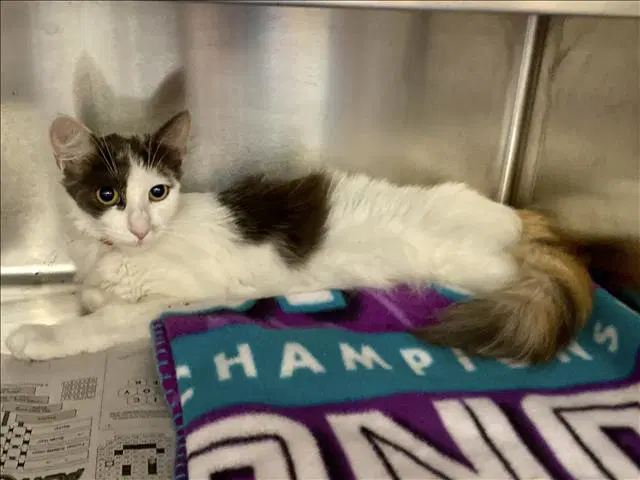 Delilah - Domestic Short Hair