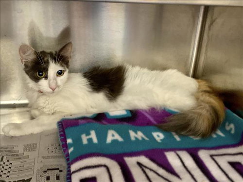 picture of the cat needing adoption