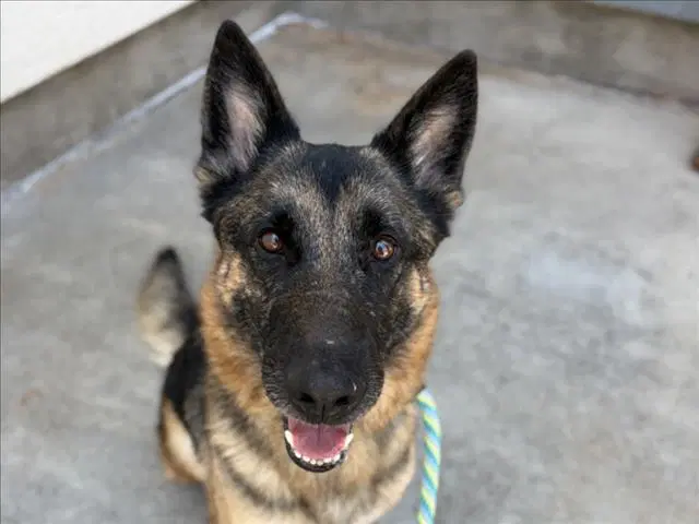 Naya - German Shepherd Dog