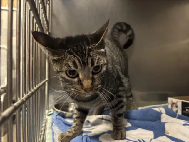 Dulce - Domestic Short Hair