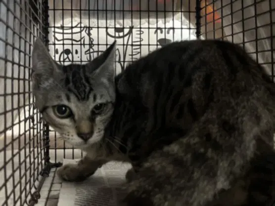 Unknown - Domestic Short Hair