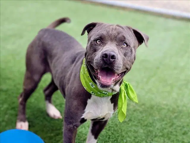 Stallone - American Pit Bull Terrier