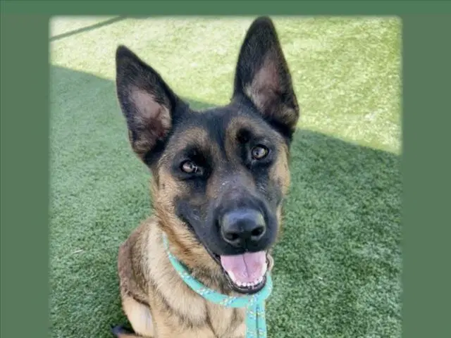 Ginger - German Shepherd Dog