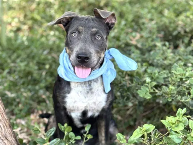 Timothy - Pit Bull Terrier