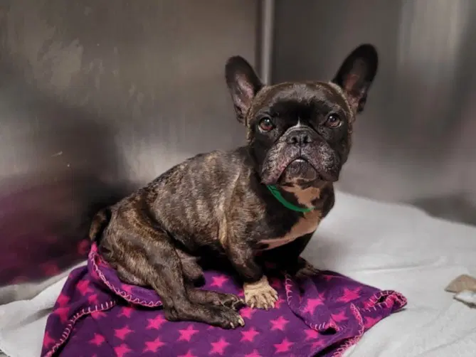 Cooly - French Bulldog