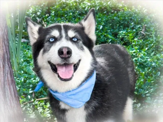 Starsky - Husky