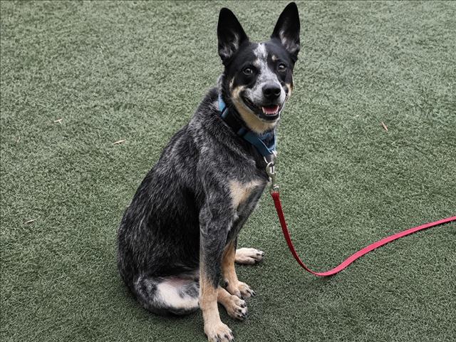 Melody - Australian Cattle Dog/Blue Heeler