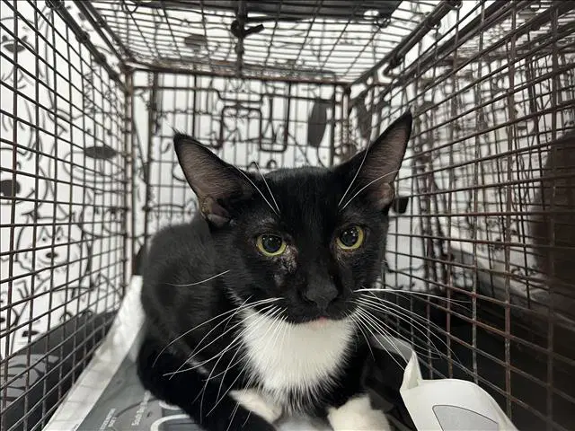 Blackie - Domestic Short Hair