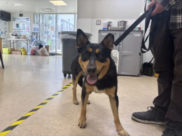 Unity - Australian Kelpie