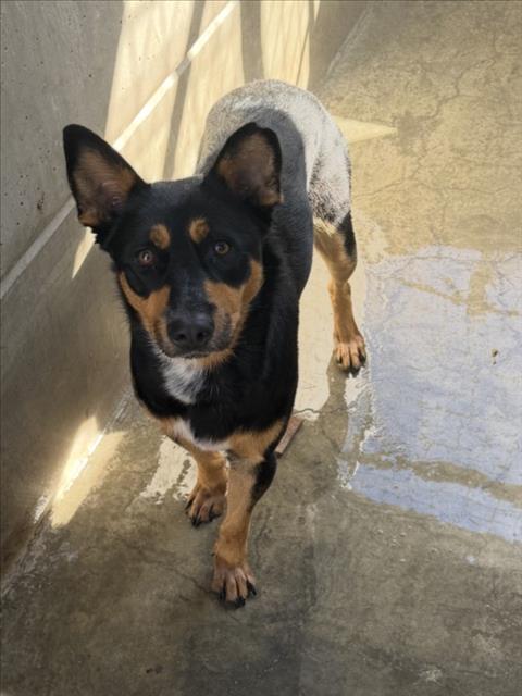 UNITY, a dog for adoption from Harbor Animal Care and Control Center
