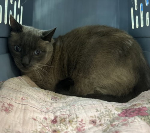 picture of the cat needing adoption