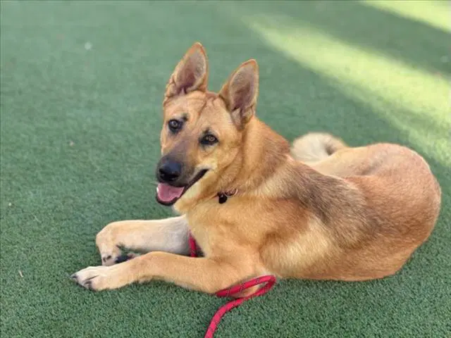 Sheba - German Shepherd Dog