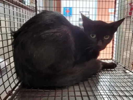 Mom - Domestic Short Hair
