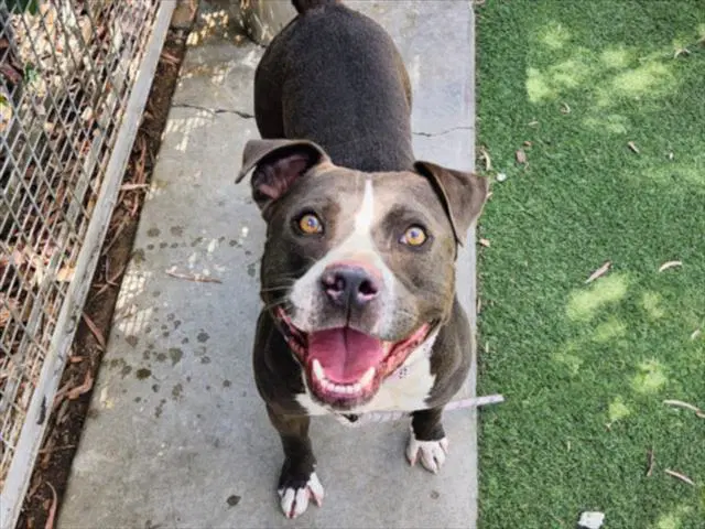 Rocko - Pit Bull Terrier