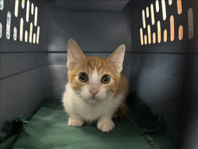 Unknown - Domestic Short Hair