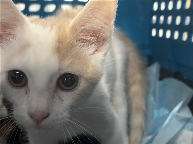Unknown - Domestic Short Hair