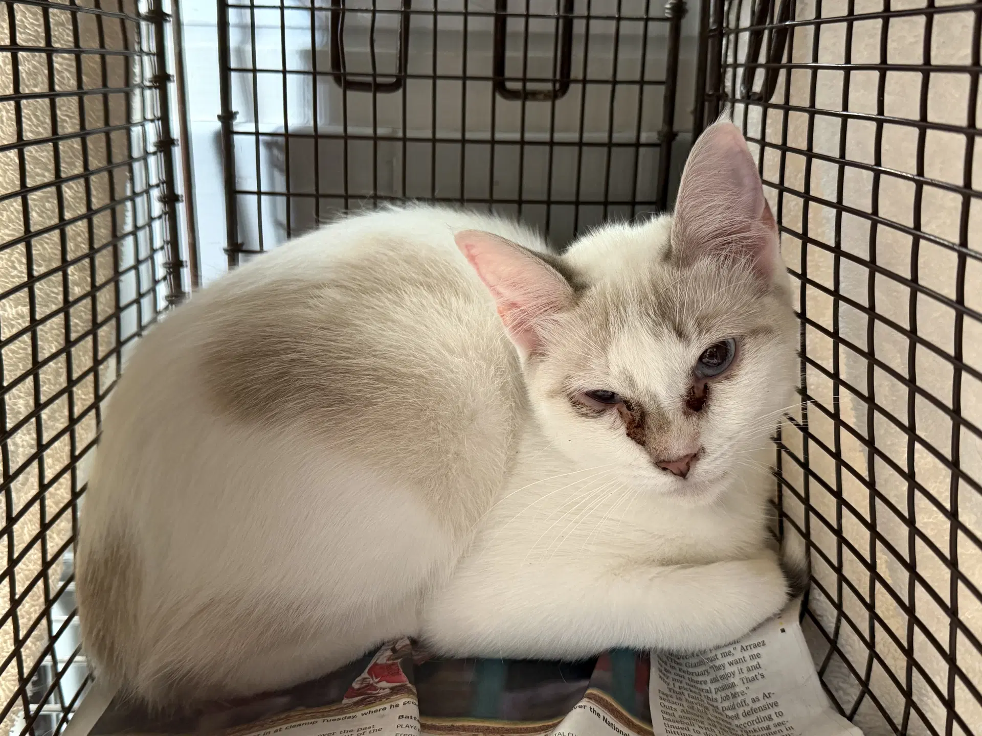 Snowy - Domestic Short Hair