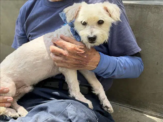 Whiskey - Norwich Terrier