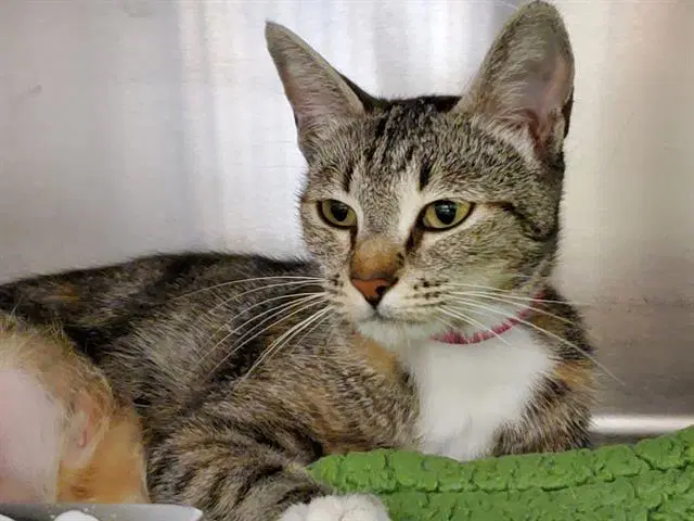 Lil Mama - Domestic Short Hair