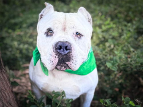 POPEYE, a dog for adoption from Harbor Animal Care and Control Center
