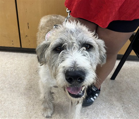 picture of the dog needing adoption