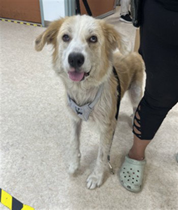 picture of the dog needing adoption