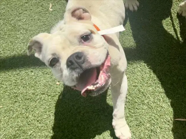 Nala - English Bulldog