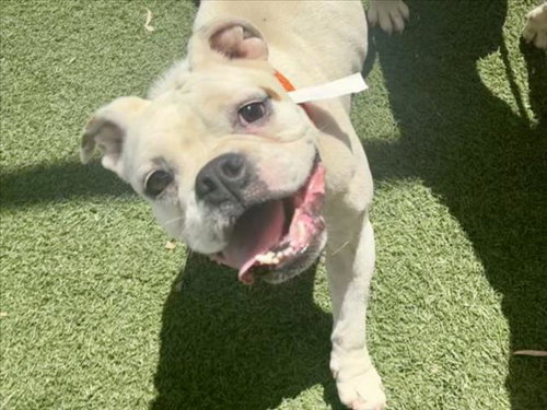 picture of the dog needing adoption
