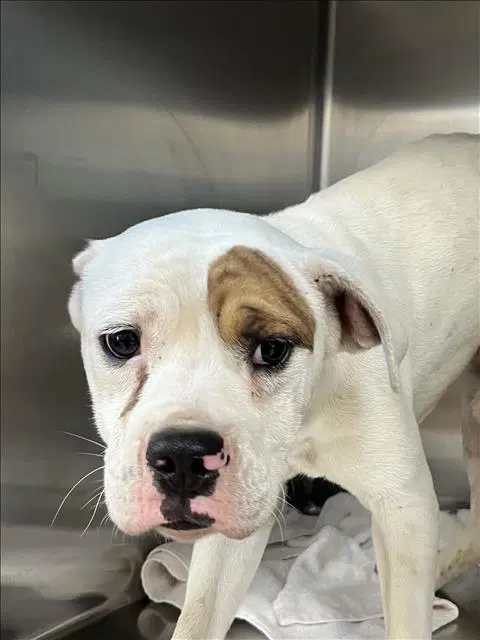 Orejas - English Bulldog