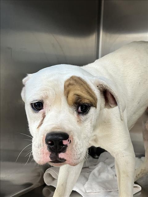 picture of the dog needing adoption