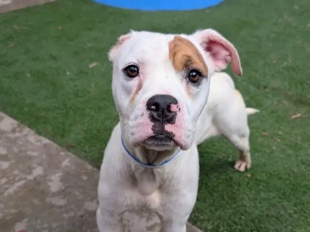 Orejas - American Bulldog