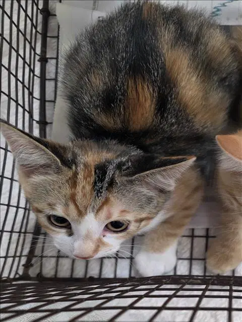 Unknown - Domestic Short Hair