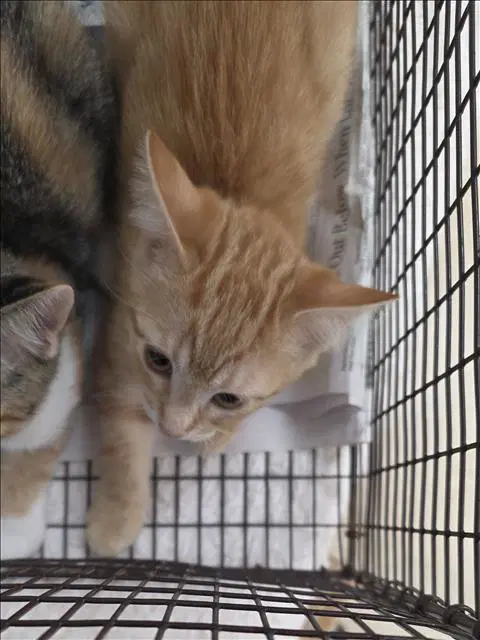 Unknown - Domestic Short Hair